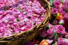 Bucket of roses ready for distillation.